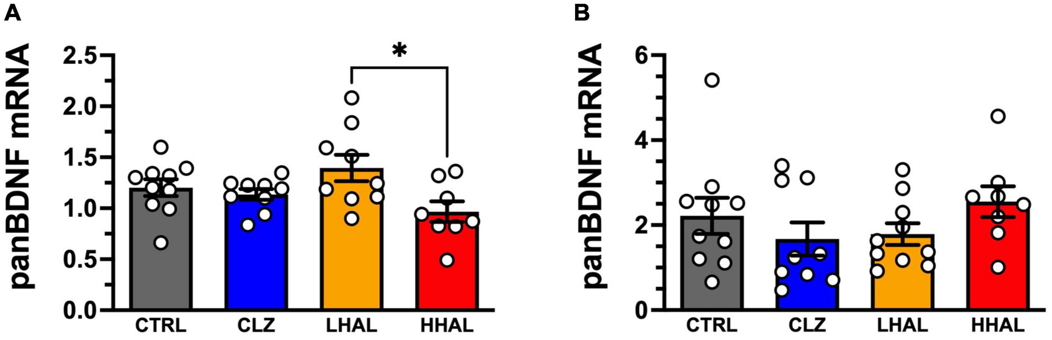 Chronic haloperidol administration downregulates select BDNF transcript and protein levels in the dorsolateral prefrontal cortex of rhesus monkeys